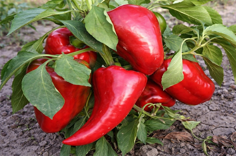 Гигант Лондон (Giant London)&nbsp;— коллекционный сорт сладкого перца из&nbsp;Великобритании, известный внушительными размерами плодов и&nbsp;высокой урожайностью.