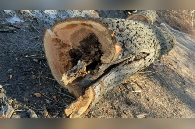 По мнению властей, деревья сгнили изнутри.