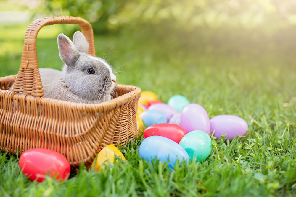 Заяц символ пасхи. Красивый кролик ды корзине. Заяц раздает конфеты детям Пасха Англия. Кролик и Кукушка.