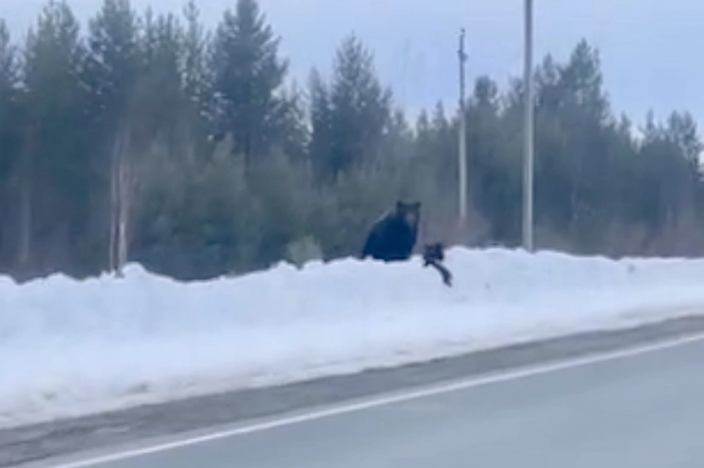 Медведи в Белоярском районе. 