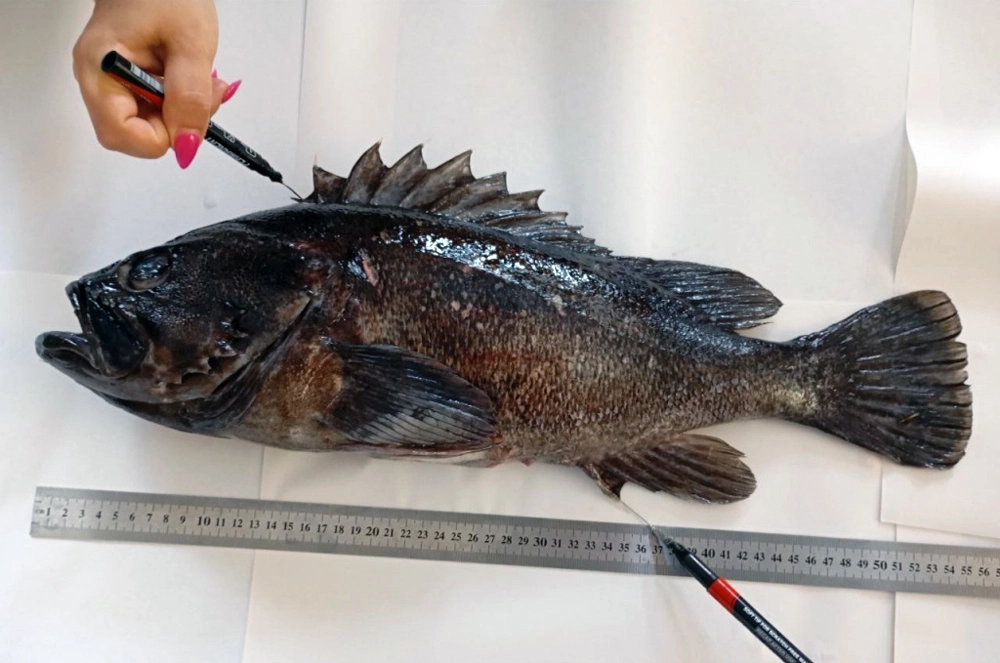 
 Убийца барабулек. Чёрное море захватывает новый угрожающий вид    