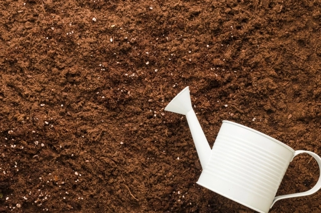 Нужно хорошо увлажнить почву хотя бы на глубину штыка лопаты