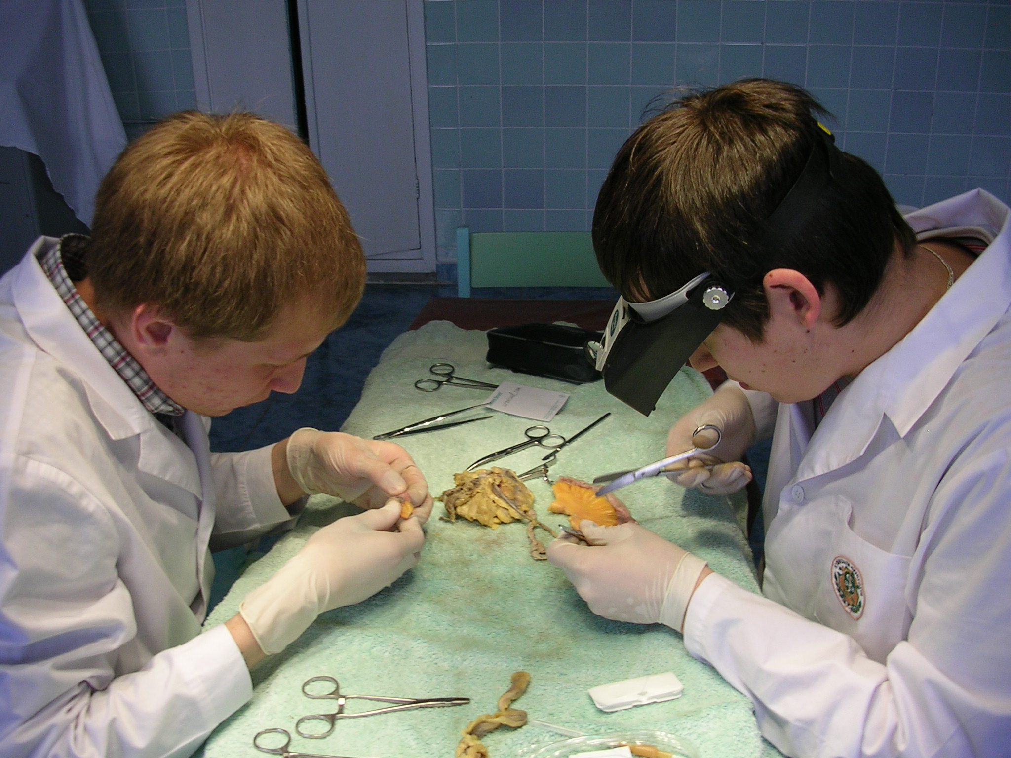 Студенты тренируются шить на органах животных