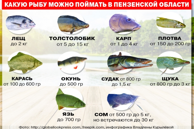 Сурами рыба. Какую рыбу можно поймать. Какие рыбы обитают в Пензенской области. Сура рыба. Рыба которая водится в Суре.