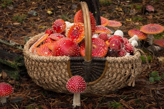 Люди верят, что мухоморы помогают при болях в суставах, воспалениях кожи и даже серьезных заболеваниях.