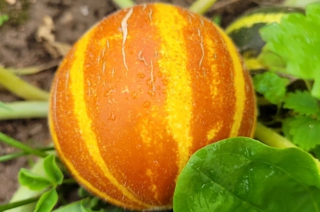 Экзотические дынянасы выращиваются просто – как арбузы