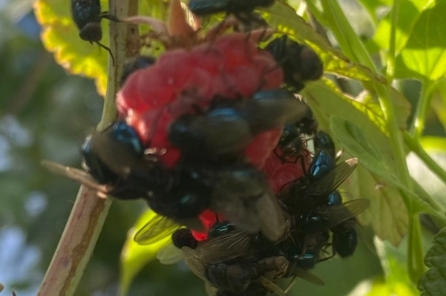 Урожай в этом году радует не только сельчан.