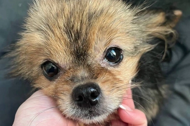 Множество животных оказывается на улице по вине безответственных хозяев.