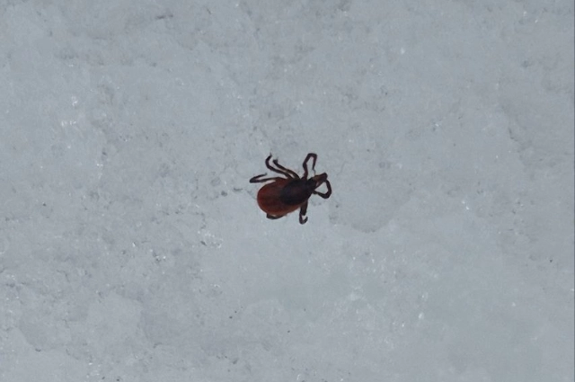 Весна в Комсомольском заповеднике, клещ