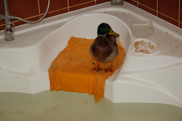 Некоторое время птица жила в ванной.