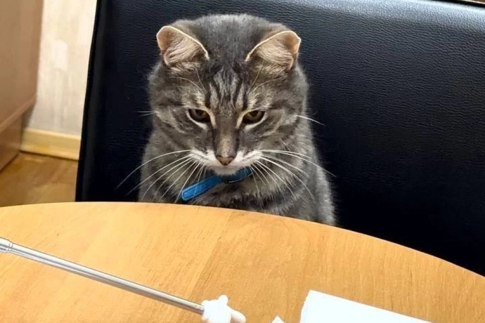 Заседания — не самые любимые мероприятия кото-чиновника.