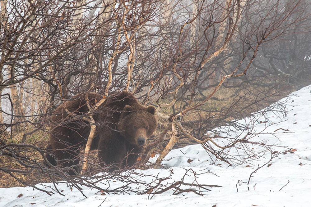 Прошлогодние запасы.