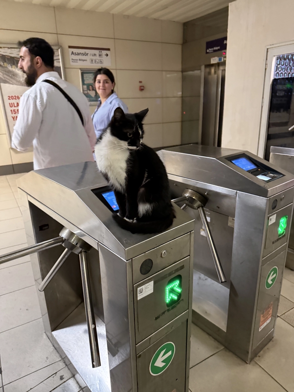 Этот кот каждый день контролирует проход в метро.