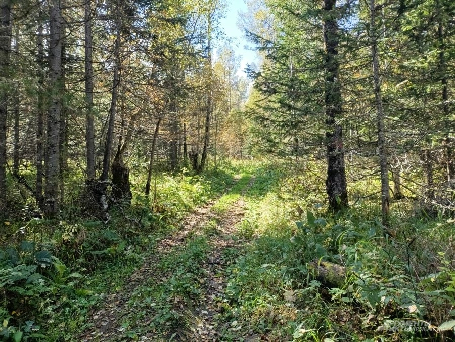Дорога в тайге.