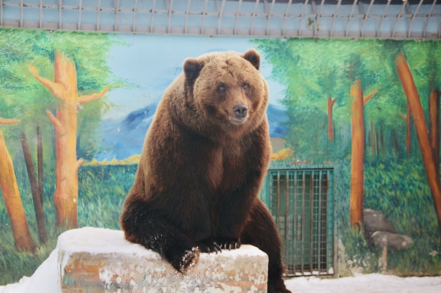 Медведь в тюменском зоопарке.