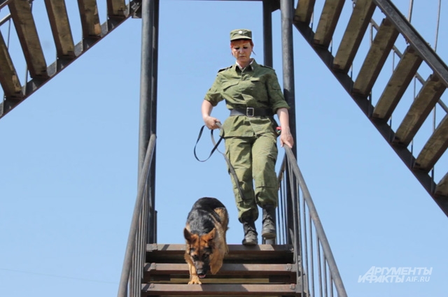 На общей дрессировке собак учат не бояться высоты