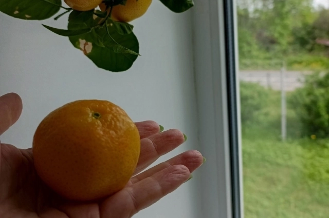 Мандарины со своего дерева оказались значительно лучше магазинных – вкуснее и слаще