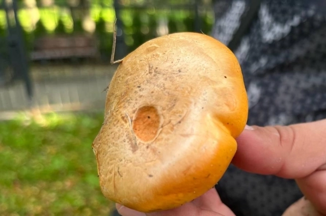 Груздь жёлтый.