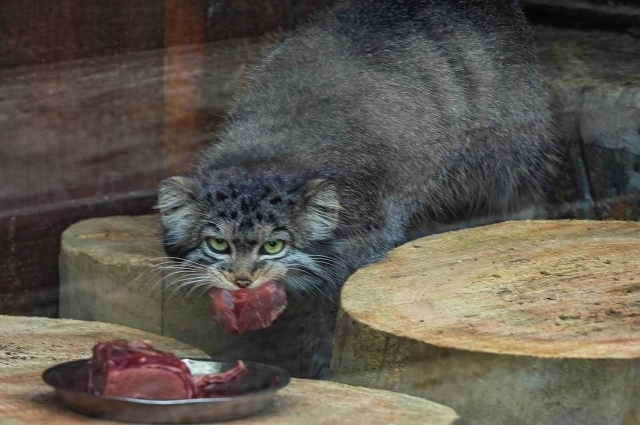 Манул —хищное животное.