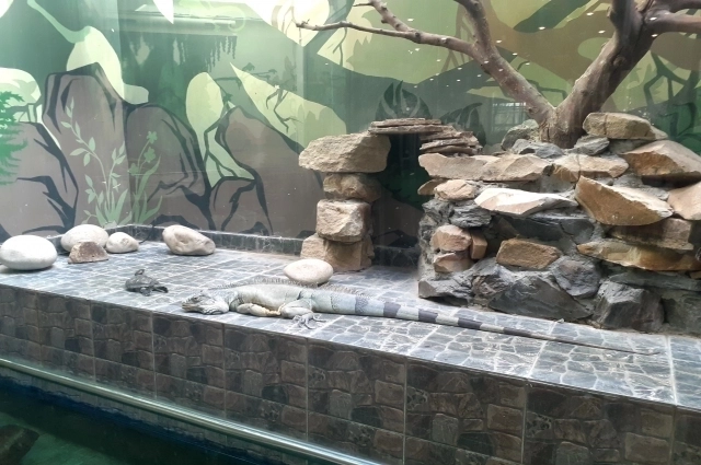 Террариум для игуаны.