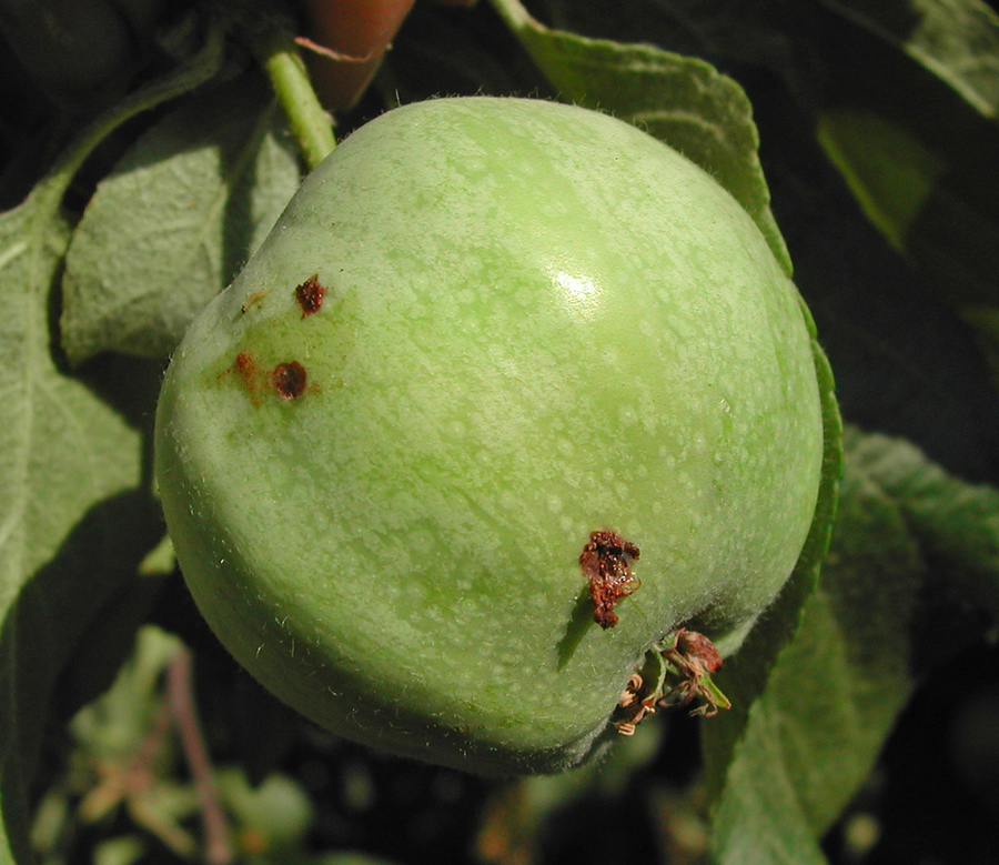 Яблонная плодорожка