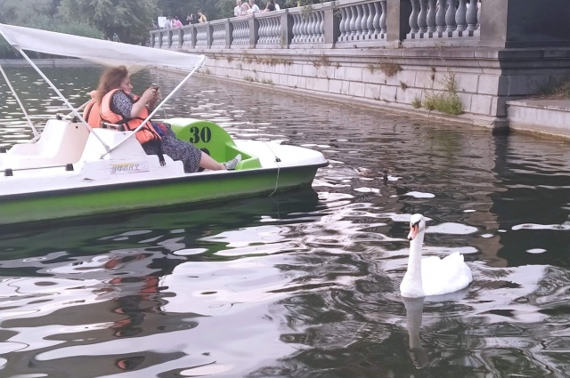 В парке Горького плавают лебеди и люди.