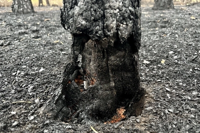 Остатки сгоревшего дерева под Читой