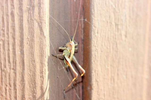 Скачок Резеля.