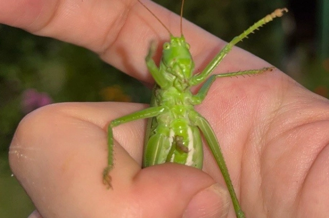 Кузнечик певчий.