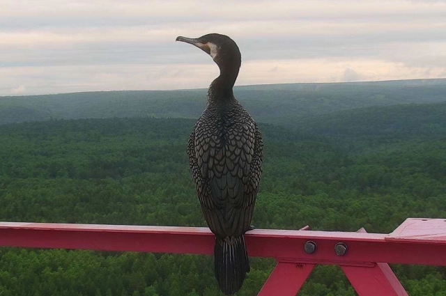  Единственный серьезный конкурент баклана — рыбаки.