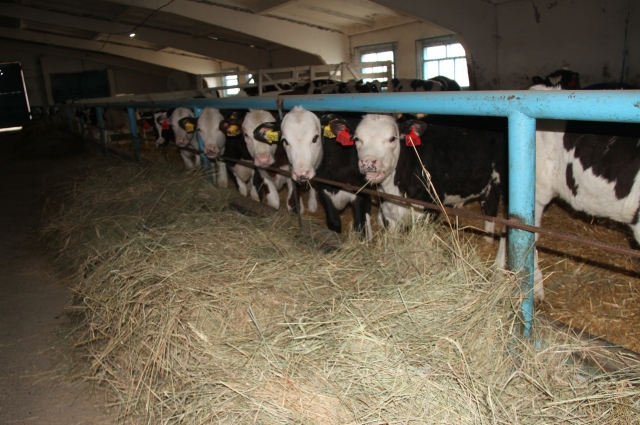 На модернизацию и строительство молочных ферм предусмотрены субсидии около 200 млн рублей.