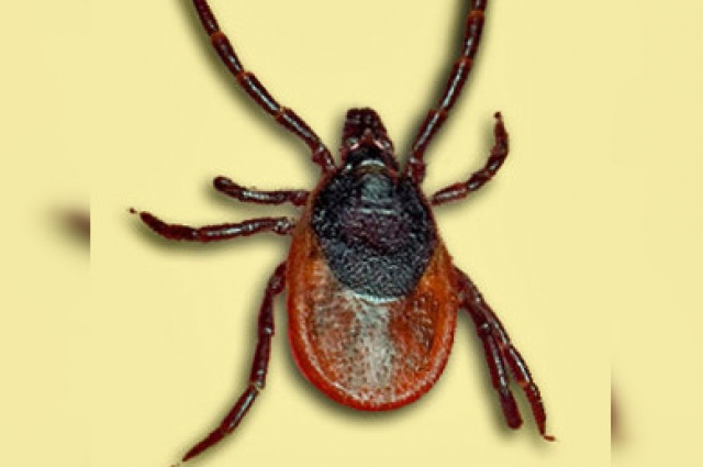 Клещ – переносчик вируса клещевого энцефалита. Ixodes persulcatus, самка.