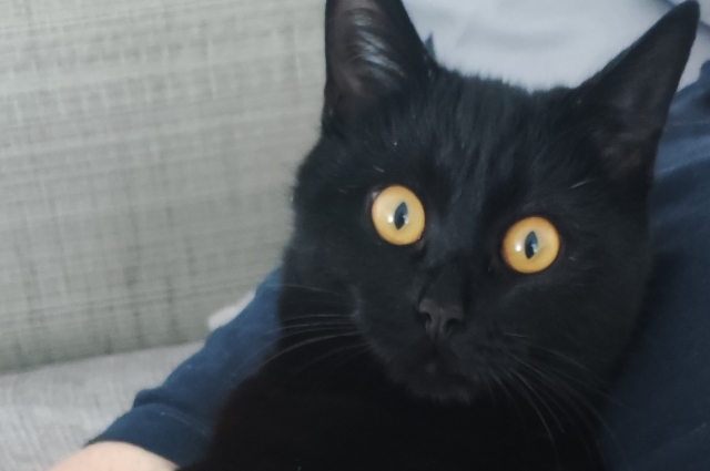 Кто сказал, что черные кошки - не к добру?
