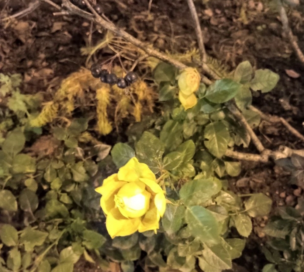 Рядом с цветочками и ягодки растут...