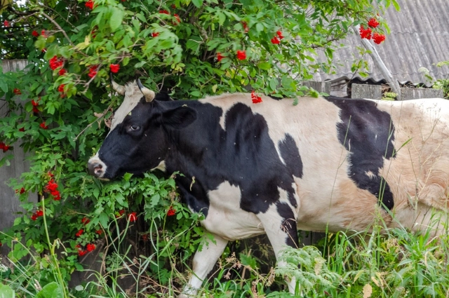 Плакать не о чем! В Усть-Утке соседствуют души сплавщиков и Сергея Есенина