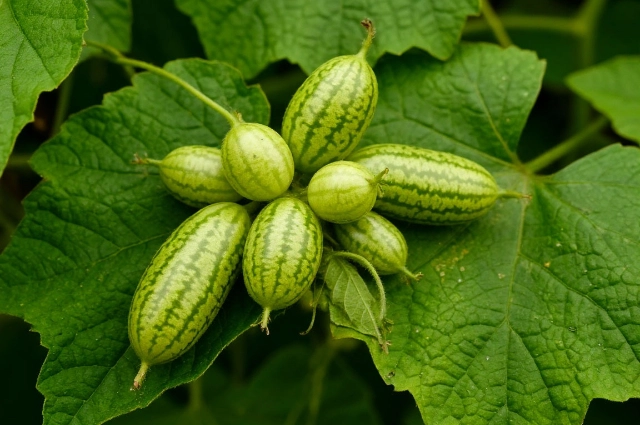 Мелотрия (огурец-колибри)