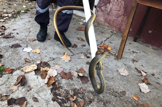 Полозы довольно сильны, но не ядовиты.