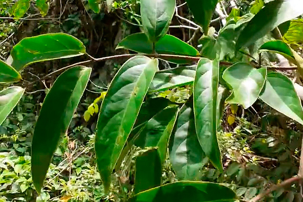 Диплоптерис кабрерана (растение вида Diplopterys cabrerana).