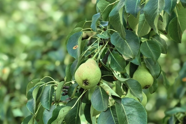 На территории можно найти груши, яблони и ягоды.