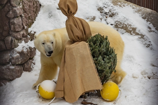 Сейчас сыну Седова 6 лет. Белый медведь в полном расцвете сил.