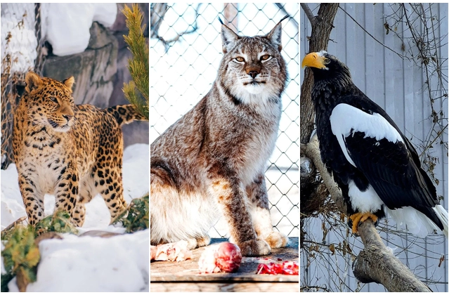Леопард, рысь, орлан