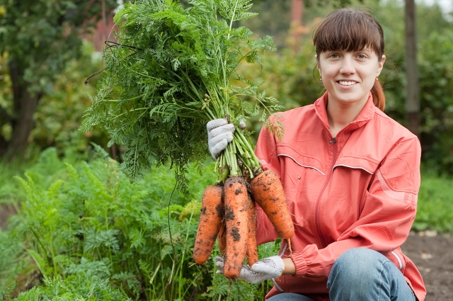 Лучше высадить несколько сортов моркови.