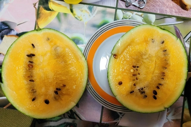 Домашние арбузы неприхотливы в выращивании – надо только вовремя поливать. 