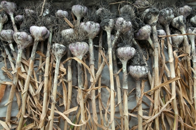 Чеснок нужно хранить в сухом месте.