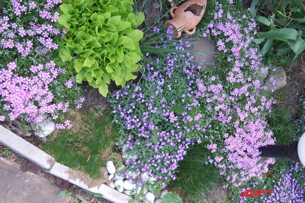 Цветущий рокарий.