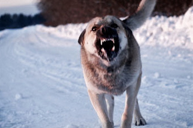 Животные нанесли жертве множественные тяжелейшие травмы, практически оторвав стопу.