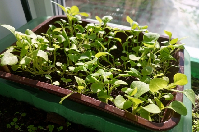 Рассаду пикировать нужно вовремя.