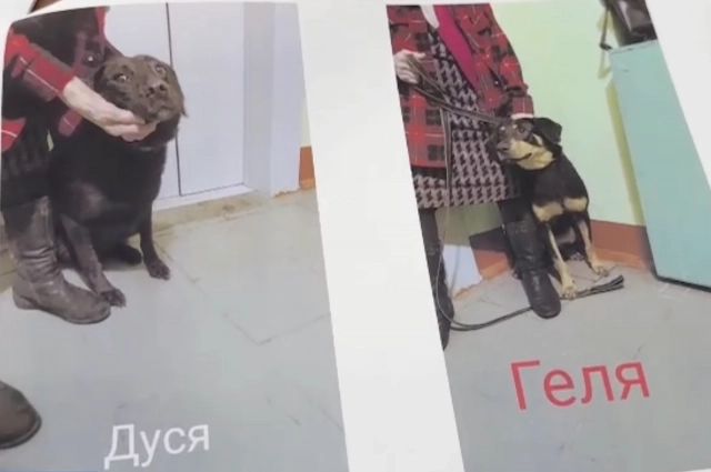 В квартире содержалось как минимум 13 собак.