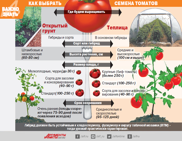 Синьор помидор. Как не ошибиться при покупке семян томатов