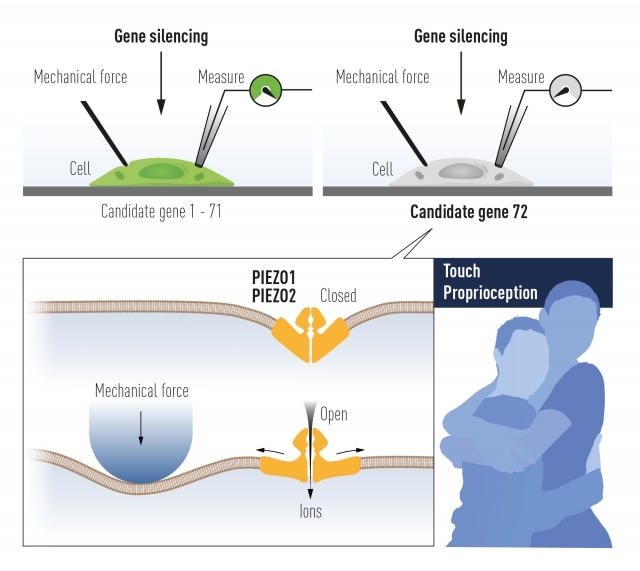 Патапутиян использовал культивированные механочувствительные клетки для идентификации ионного канала, активируемого механической силой. 